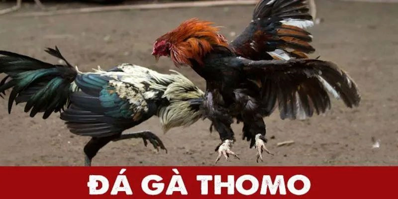 trường gà thomo