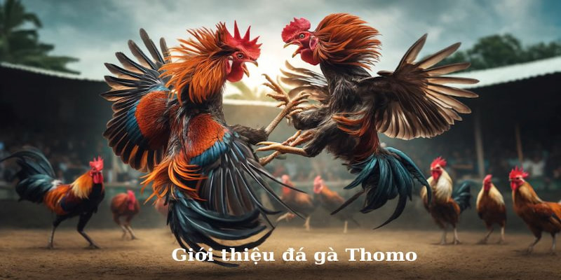 Khám phá thông tin bổ ích về trường gà Thomo