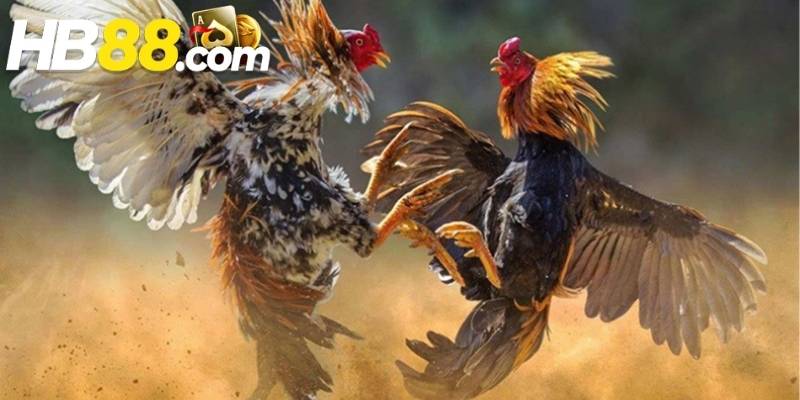 Đá gà HB88 theo khung giờ được xem là giải pháp tối ưu