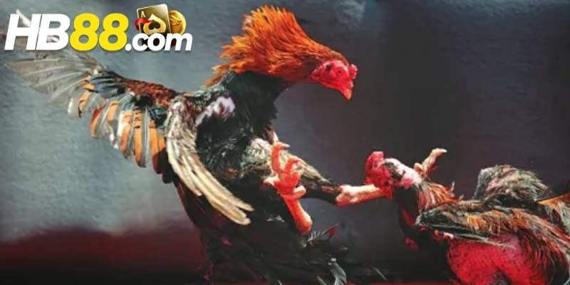 Một điểm cộng cho sảnh cược là tần suất cập nhật trận đấu