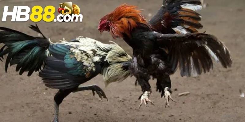 Người chơi nên theo dõi phong độ của chiến kê trước trận đấu